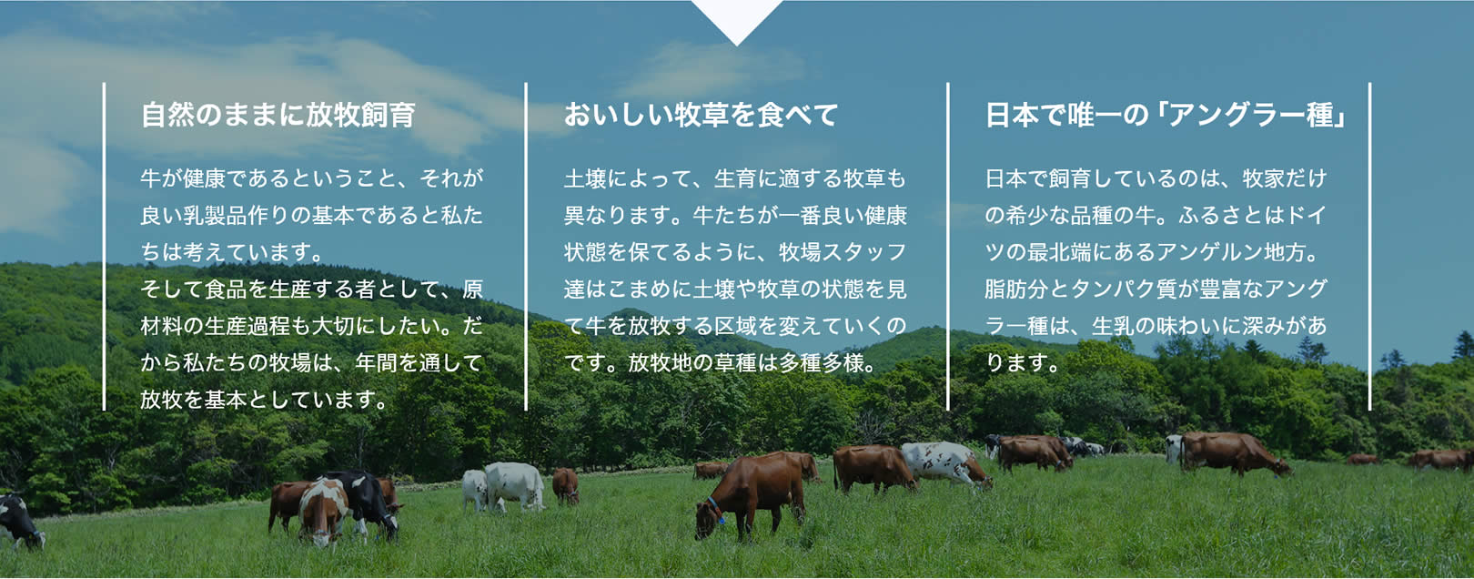 自然のままに放牧飼育　牛が健康であるということ、それが良い乳製品作りの基本であると私たちは考えています。そして食品を生産する者として、原材料の生産過程も大切にしたい。だから私たちの牧場は、年間を通して放牧を基本としています。｜おいしい牧草を食べて　土壌によって、生育に適する牧草も異なります。牛たちが一番良い健康状態を保てるように、牧場スタッフ達はこまめに土壌や牧草の状態を見て牛を放牧する区域を変えていくのです。放牧地の草種は多種多様。｜日本で唯一の「アングラー種」日本で飼育しているのは、牧家だけの希少な品種の牛。ふるさとはドイツの最北端にあるアンゲルン地方。脂肪分とタンパク質が豊富なアングラー種は、生乳の味わいに深みがあります。