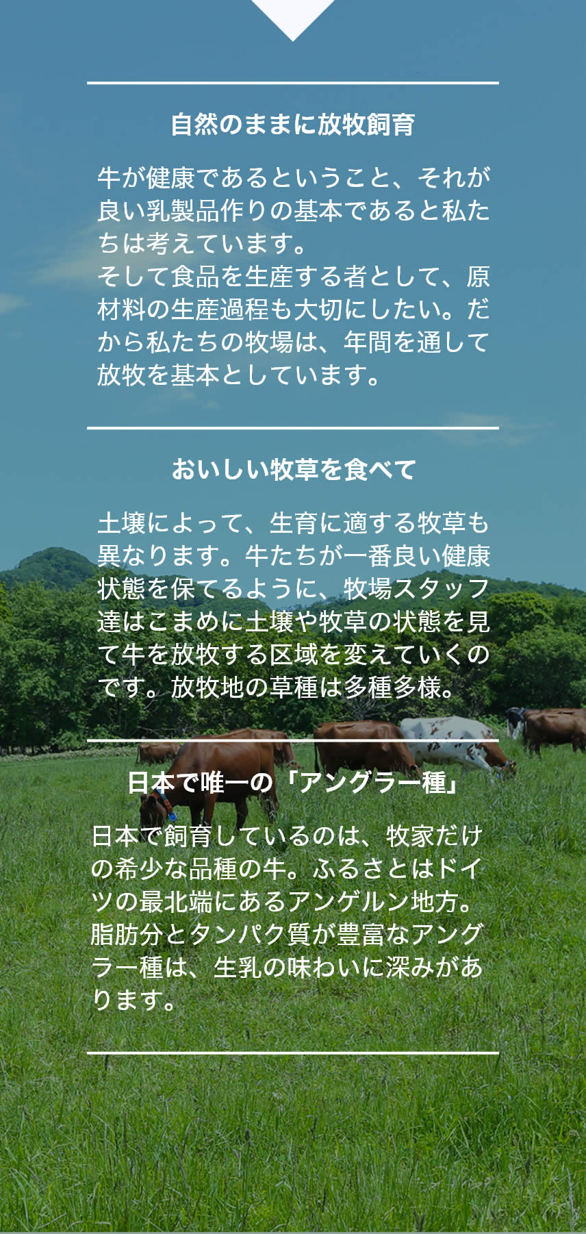 自然のままに放牧飼育　牛が健康であるということ、それが良い乳製品作りの基本であると私たちは考えています。そして食品を生産する者として、原材料の生産過程も大切にしたい。だから私たちの牧場は、年間を通して放牧を基本としています。｜おいしい牧草を食べて　土壌によって、生育に適する牧草も異なります。牛たちが一番良い健康状態を保てるように、牧場スタッフ達はこまめに土壌や牧草の状態を見て牛を放牧する区域を変えていくのです。放牧地の草種は多種多様。｜日本で唯一の「アングラー種」日本で飼育しているのは、牧家だけの希少な品種の牛。ふるさとはドイツの最北端にあるアンゲルン地方。脂肪分とタンパク質が豊富なアングラー種は、生乳の味わいに深みがあります。